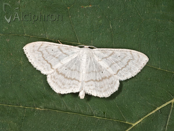 Scopula subpunctaria