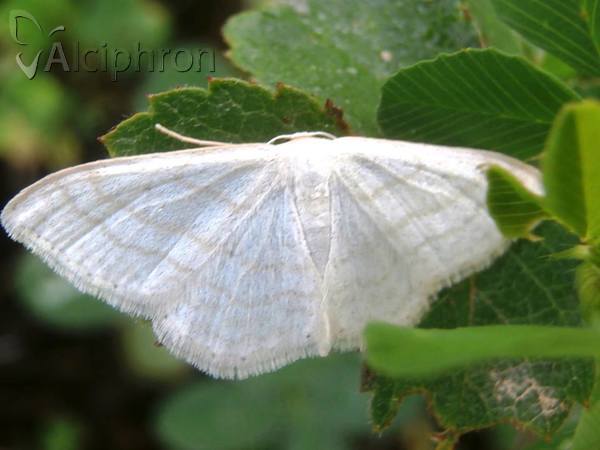 Scopula subpunctaria