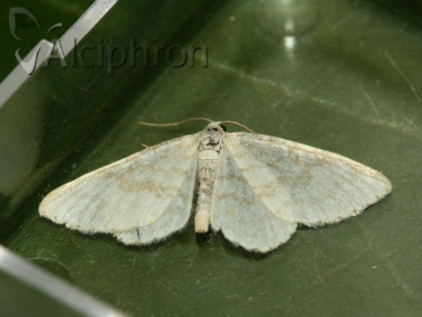 Scopula subpunctaria