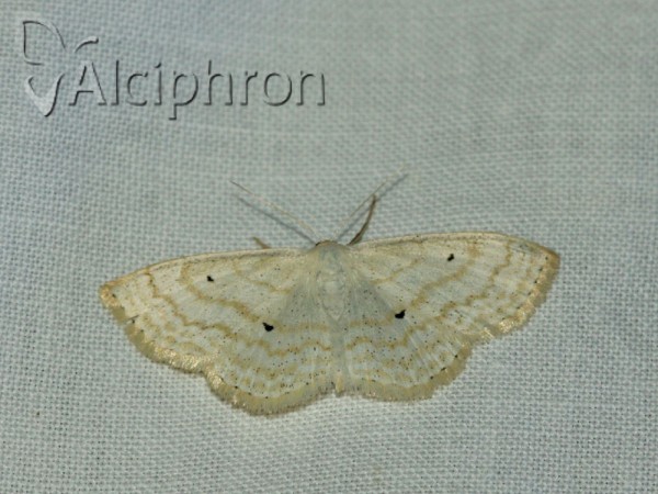 Scopula subpunctaria