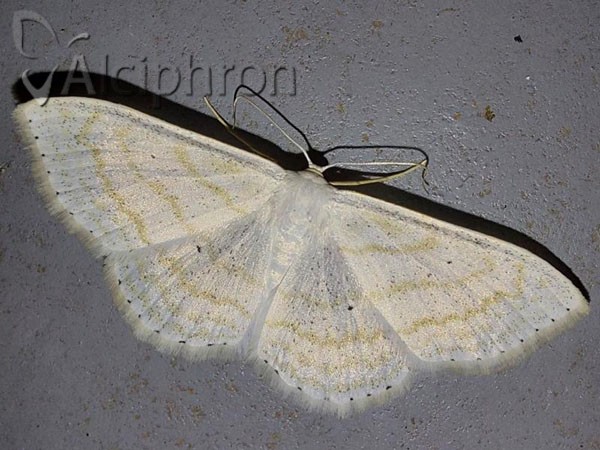 Scopula subpunctaria