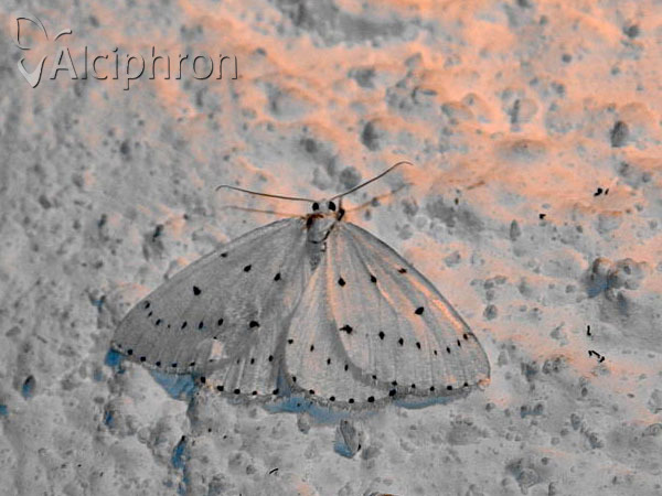 Orthostixis cribraria