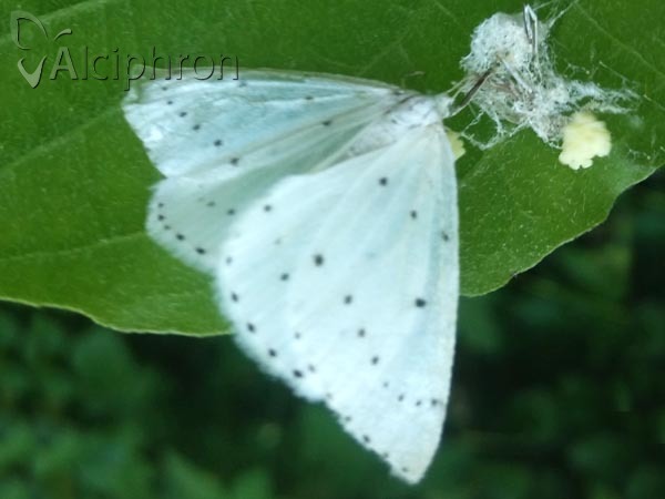 Orthostixis cribraria