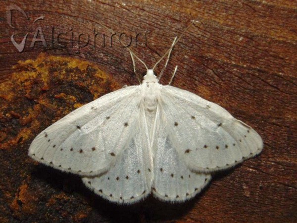 Orthostixis cribraria