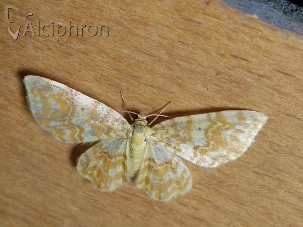 Hydrelia flammeolaria