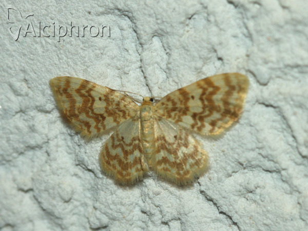 Hydrelia flammeolaria