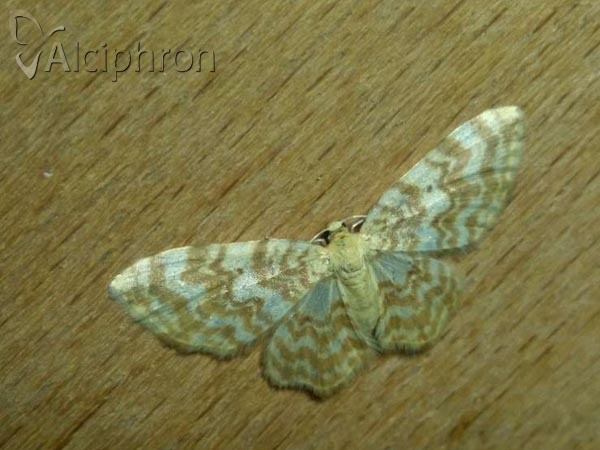 Hydrelia flammeolaria