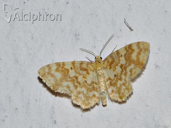 Hydrelia flammeolaria