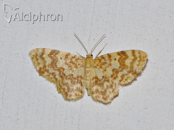 Hydrelia flammeolaria