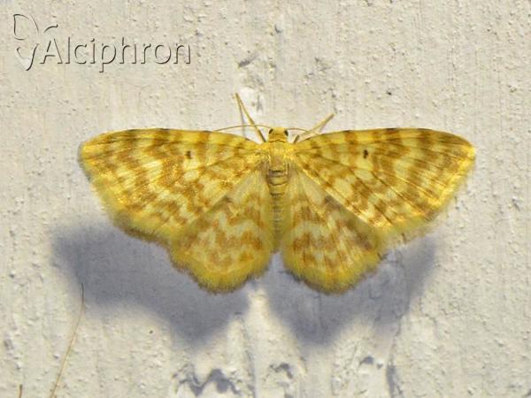 Hydrelia flammeolaria