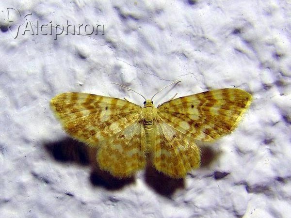 Hydrelia flammeolaria