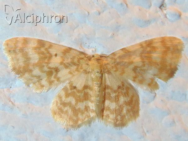 Hydrelia flammeolaria