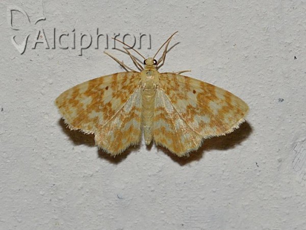 Hydrelia flammeolaria