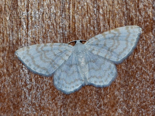 Asthena albulata