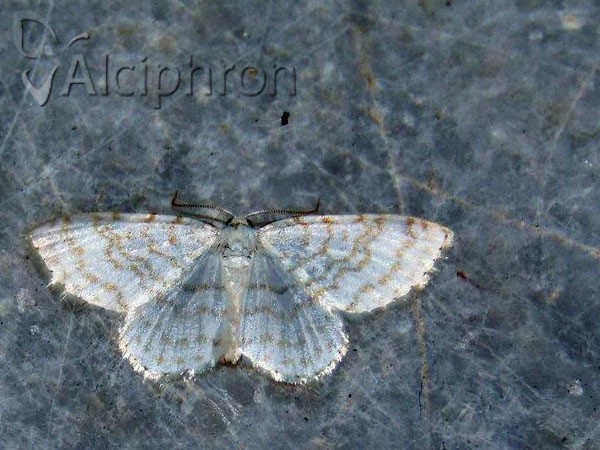 Asthena albulata