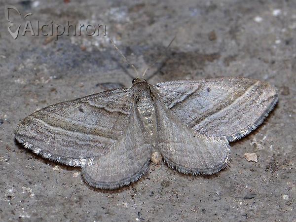 Phibalapteryx virgata