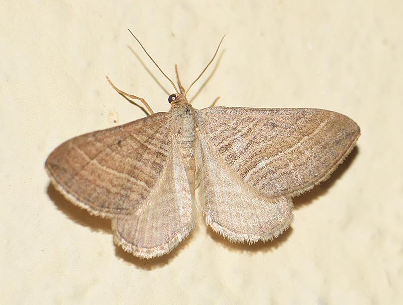 Phibalapteryx virgata