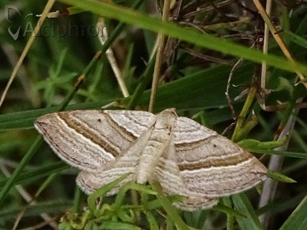 Phibalapteryx virgata