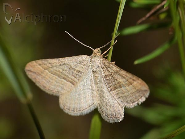 Phibalapteryx virgata