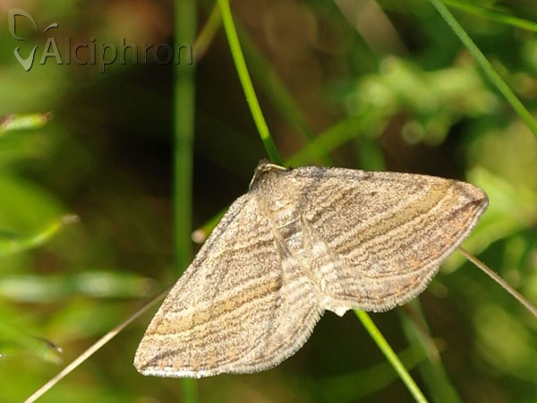 Phibalapteryx virgata