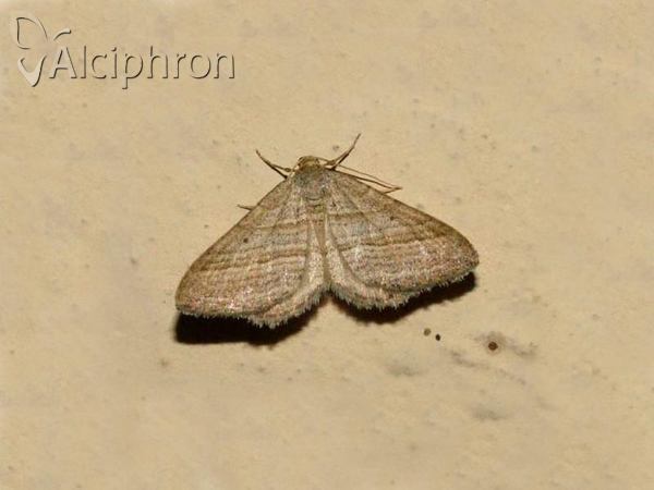 Phibalapteryx virgata