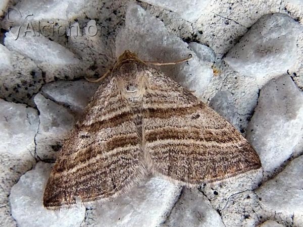 Phibalapteryx virgata