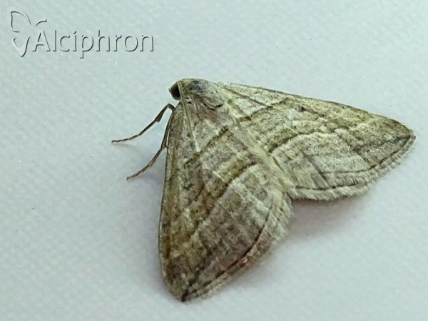 Phibalapteryx virgata