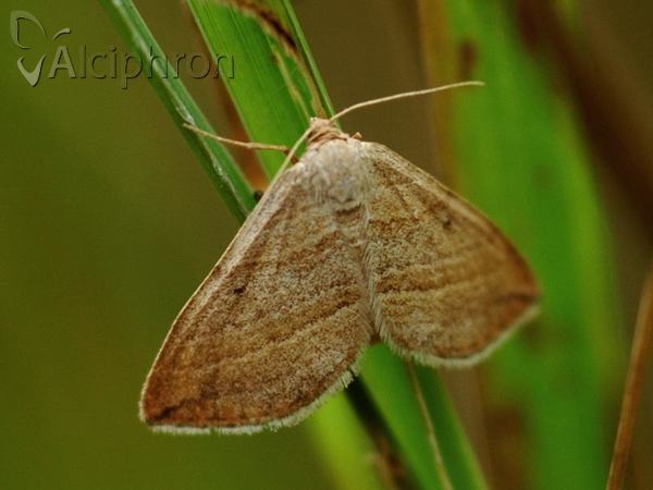 Phibalapteryx virgata