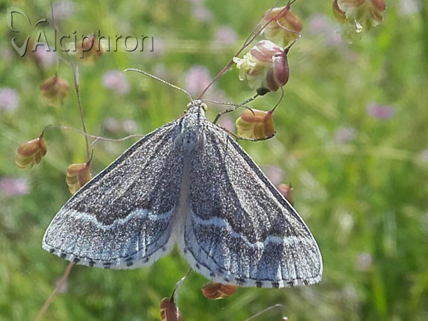 Schistostege nubilaria