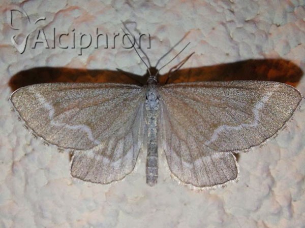 Schistostege nubilaria