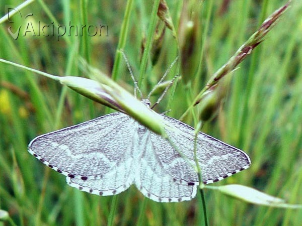 Schistostege nubilaria