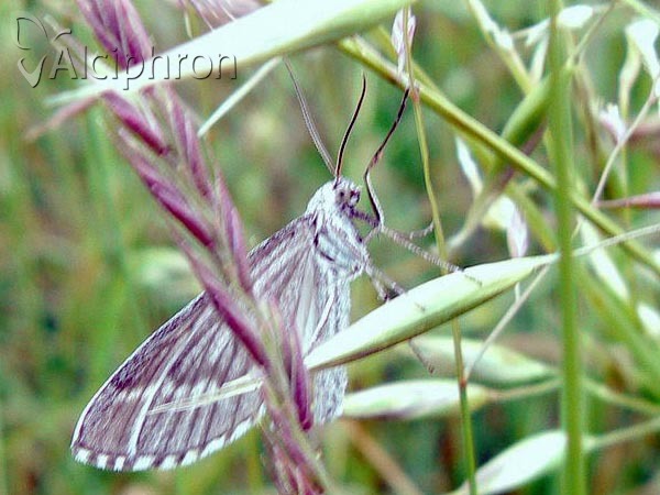 Schistostege nubilaria