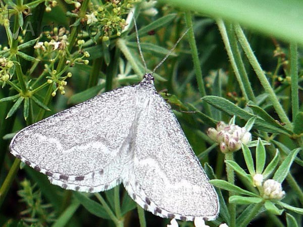 Schistostege nubilaria