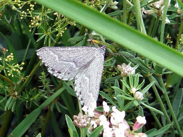 Schistostege nubilaria