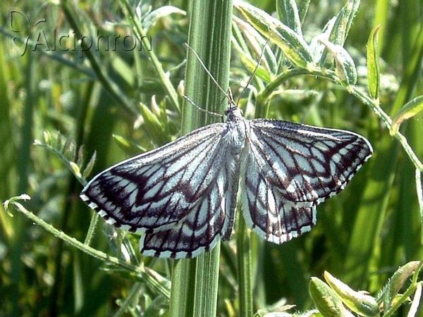 Schistostege decussata