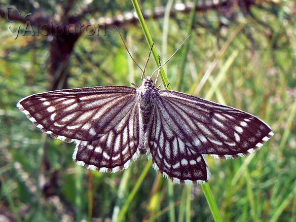 Schistostege decussata