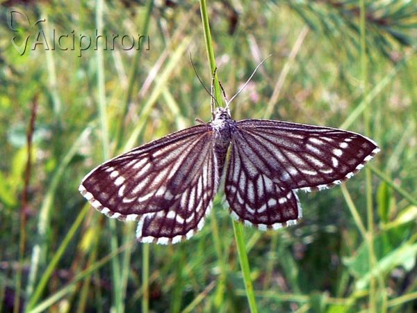Schistostege decussata