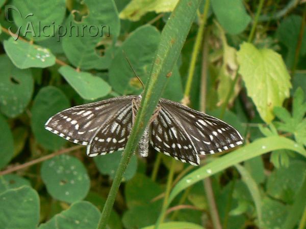 Schistostege decussata