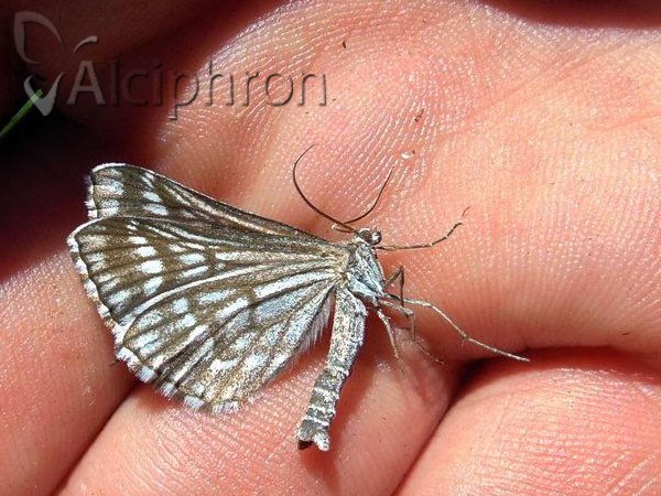 Schistostege decussata