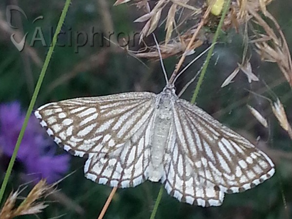 Schistostege decussata