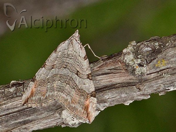 Aplocera plagiata