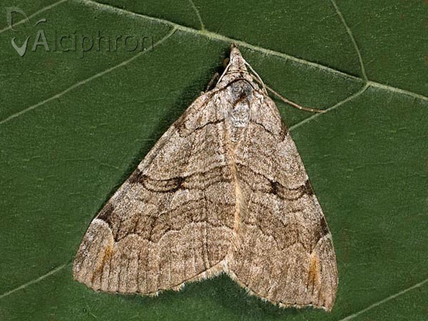 Aplocera plagiata