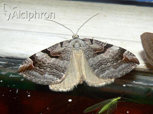 Aplocera praeformata