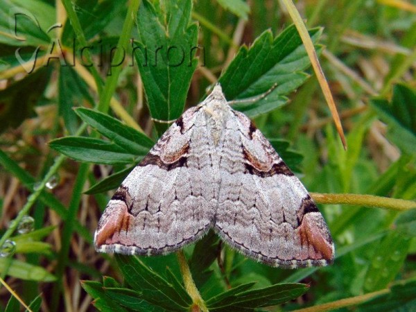 Aplocera praeformata