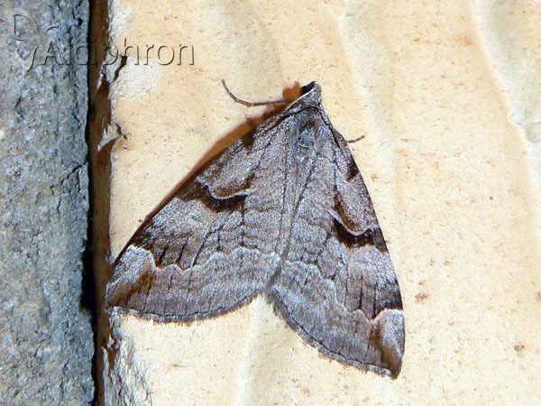 Aplocera praeformata