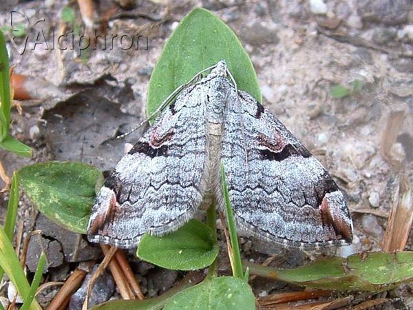 Aplocera praeformata