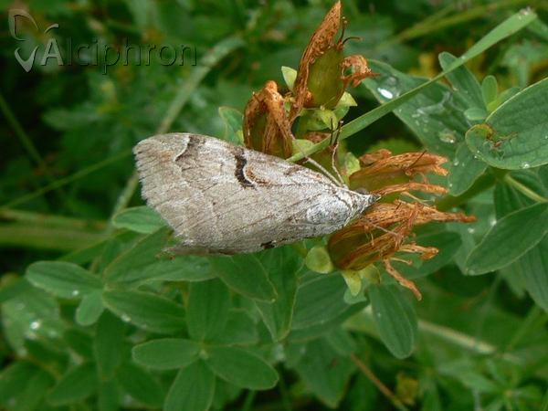 Aplocera praeformata