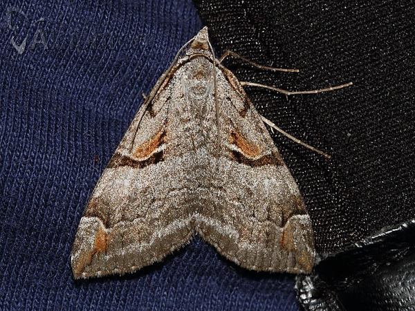 Aplocera praeformata