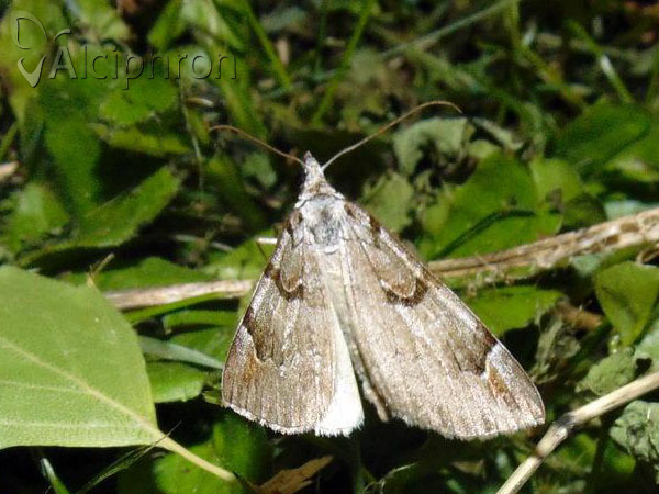 Aplocera praeformata