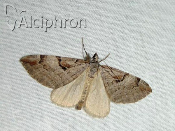 Aplocera praeformata